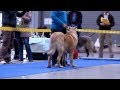 2x International dog shows in Prague, CZ - spanish mastiff の動画、YouTube動画。