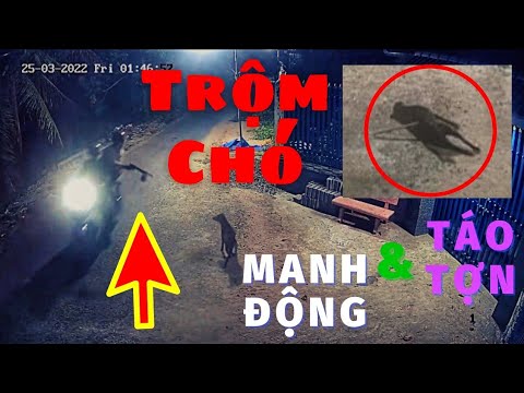 Video: Làm thế nào để ngăn con chó của bạn khỏi truy cập