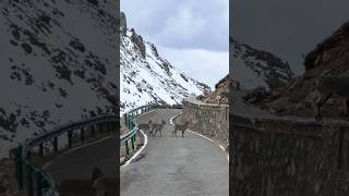 Wild Mountain Goats Crossing Road at Lightning Speed 😱Caught on Camera# you tube #shortsvideo