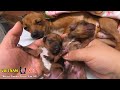 Mama dog giving birth for 2 baby little puppy  a miracle come to these puppies