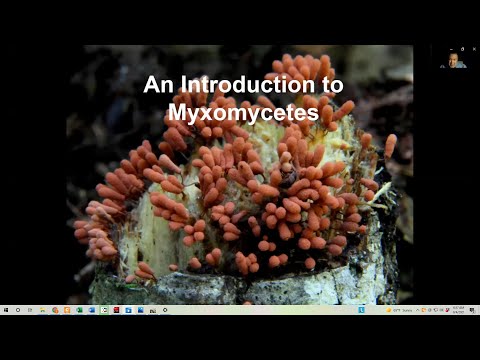 An Introduction to Myxomycetes (Slime Molds) - Steve Stephenson (MAWDC 8/3/21)