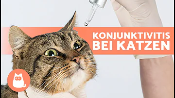 Wie lange dauert es bis eine Bindehautentzündung bei Katzen weg ist?