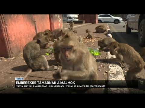 Videó: Fém Fogaskerekes Majmok