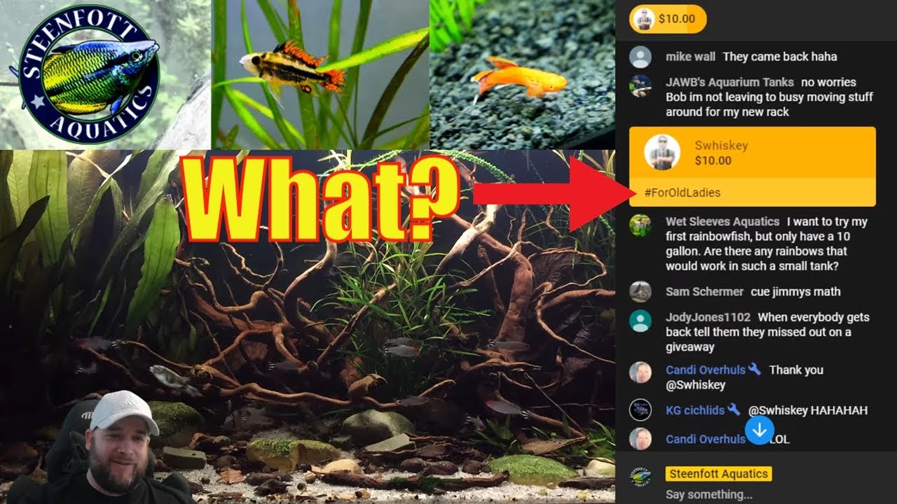 cichlid aquarium plants Monday Hangout - Aquarium Live Stream