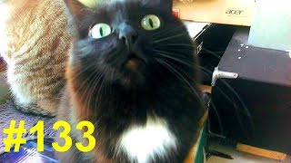 Снег, зима - коты распушились Снег, зима - коты распушились