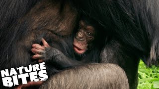 Newborn Chimpanzee Causes Chaos | The Secret Life of the Zoo | Nature Bites