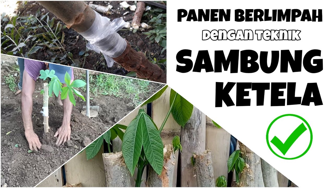 TUTORIAL CARA MENINGKATKAN HASIL PANEN UMBI KAYU  SINGKONG 