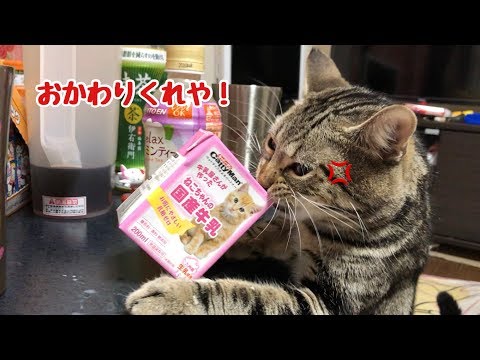 ミルクのおかわりが欲しすぎてブチギレながら空箱を奪い去っていく猫w