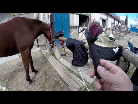 Video: Bir At Nasıl Monte Edilir
