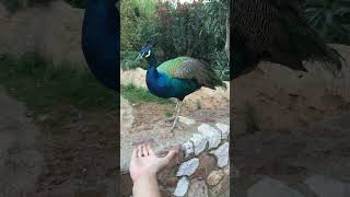 Peacock - Pallua 