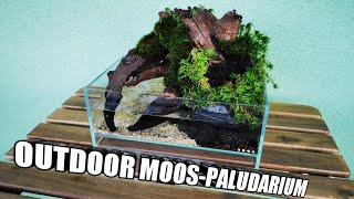 Wir bauen ein mini Outdoor Moos-Paludarium