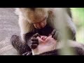 Open Wide! A Capuchin Visits The Dentist | Walk On The Wild Side | Funny Talking Animals | BBC Earth