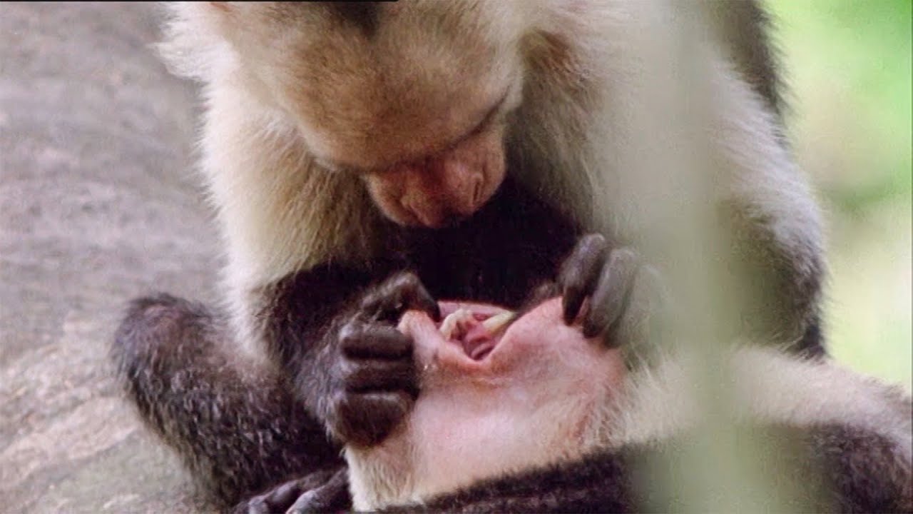 Open Wide! A Capuchin Visits The Dentist | Walk On The Wild Side | Funny  Talking Animals | BBC Earth - YouTube