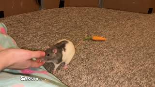 My pet rat Blueberry learns to fetch a FAKE carrot!