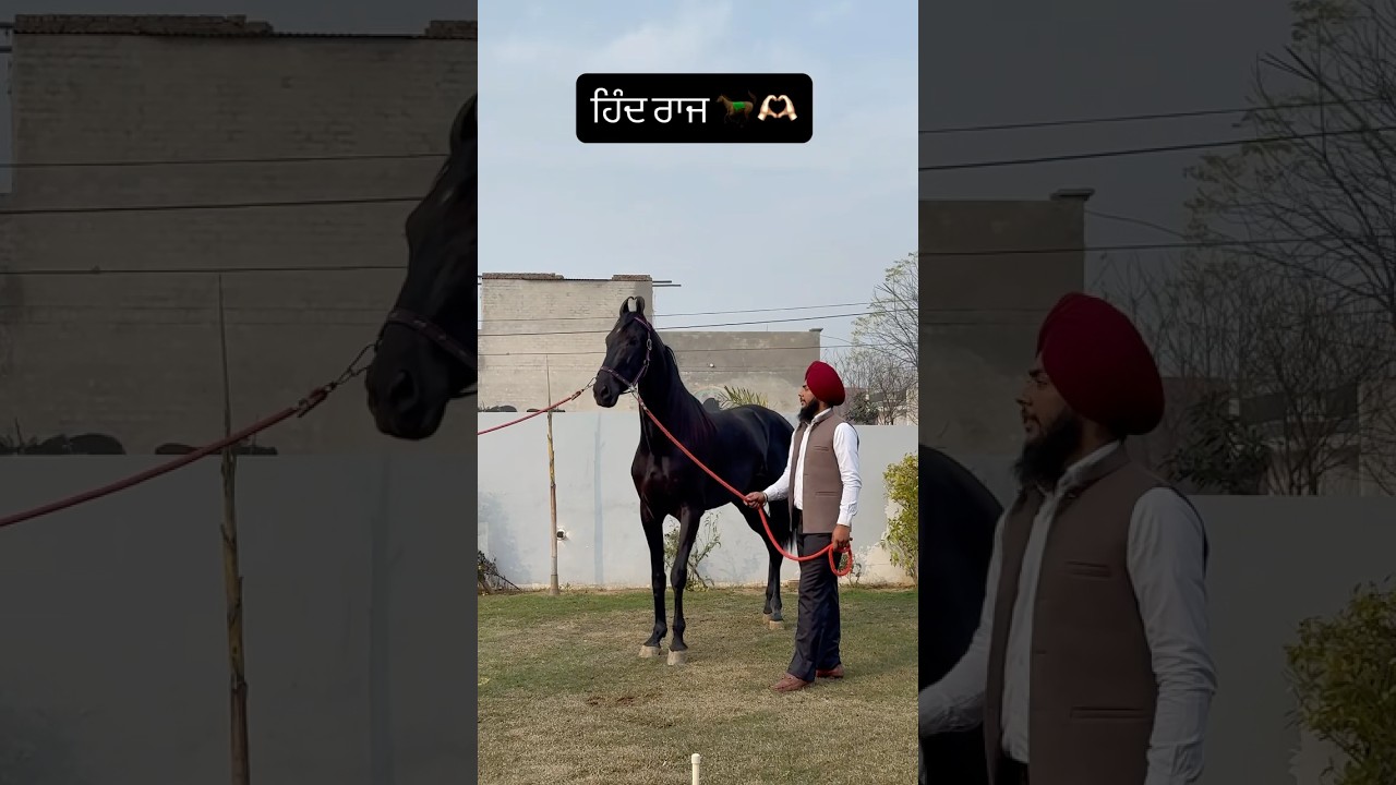 Beautiful horse ਹਿੰਦ ਰਾਜ 🐎🫶🏻 