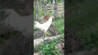 Mostrando Os Galos Reprodutores Da Criação