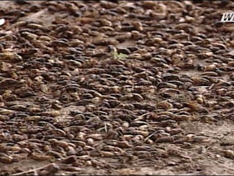 Cicadas are driving Middle Tennesseans crazy unless you own a car wash