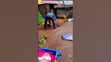 Python Rescued : Massive Snake : Shorts