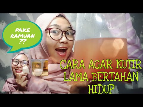 Video: Pada Suhu Berapa Kutu Mati?