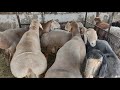(600) Ярмарка Курдючных овец. Бишкек..