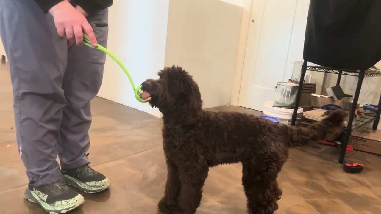 Руфус осваивает новые трюки: вращение/поворот 10.02.2026