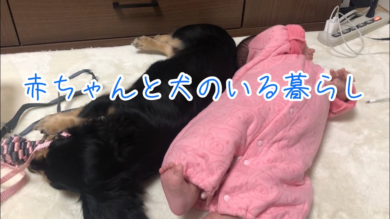 赤ちゃんと子犬のかわいいまったり動画 ミニチュアダックスフンドのブラックタン Youtube