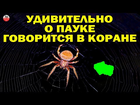 ЧТО КОРАН ГОВОРИТ О ПАУКАХ