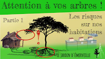 Quel arbre pour pomper l'eau ?