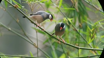 Java Sparrow Dance