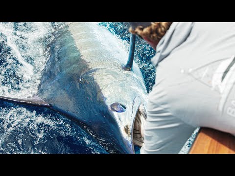 7 Blue Marlin in one Day!? BADCO versus Azores PART ONE 