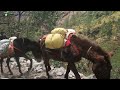 Mountain life and  Mule Transportation in Rural Region of Nepal