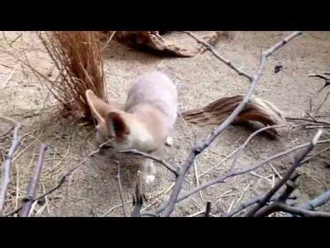 Fennec Fox