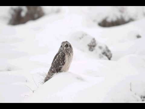 video phone beyonce mp3 Short-Eared Owl
