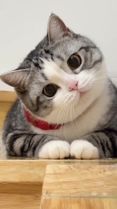 cat videos #2shorts