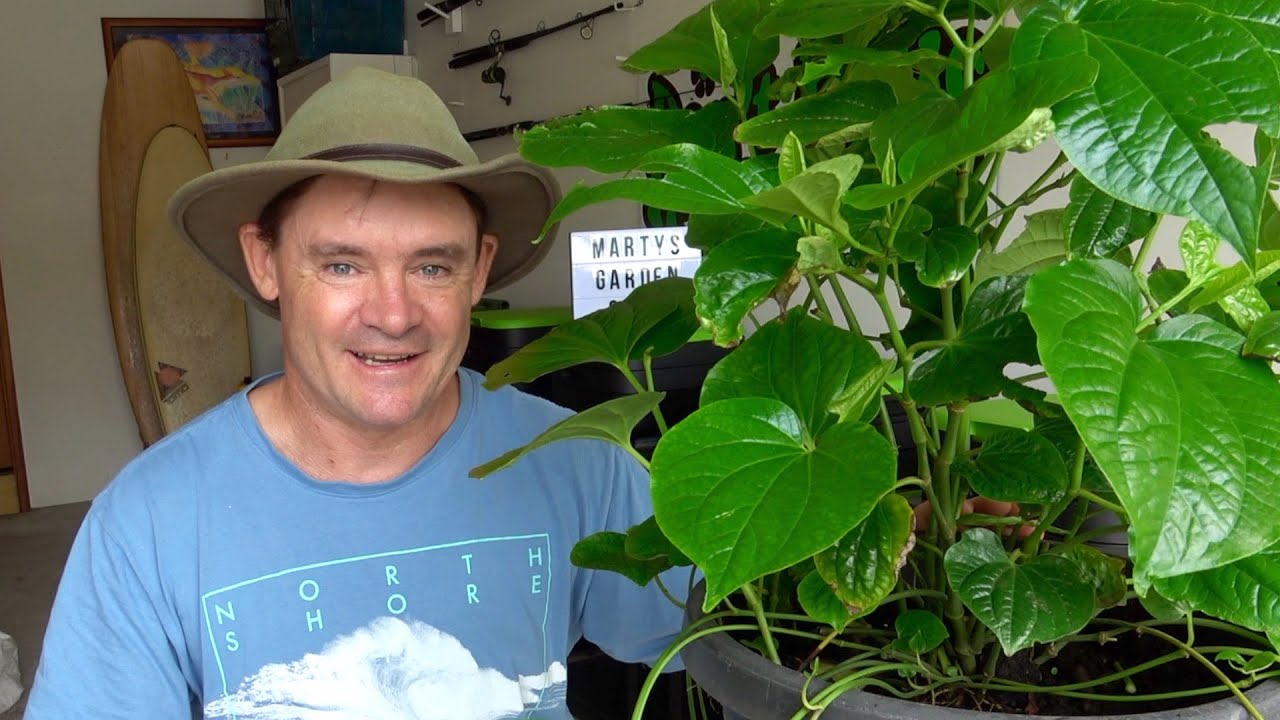 GROW TABLE How I Grow The AMAZING Betel Leaf Plant YouTube grow-table-how-i-grow-the-amazing-betel-leaf-plant-youtube