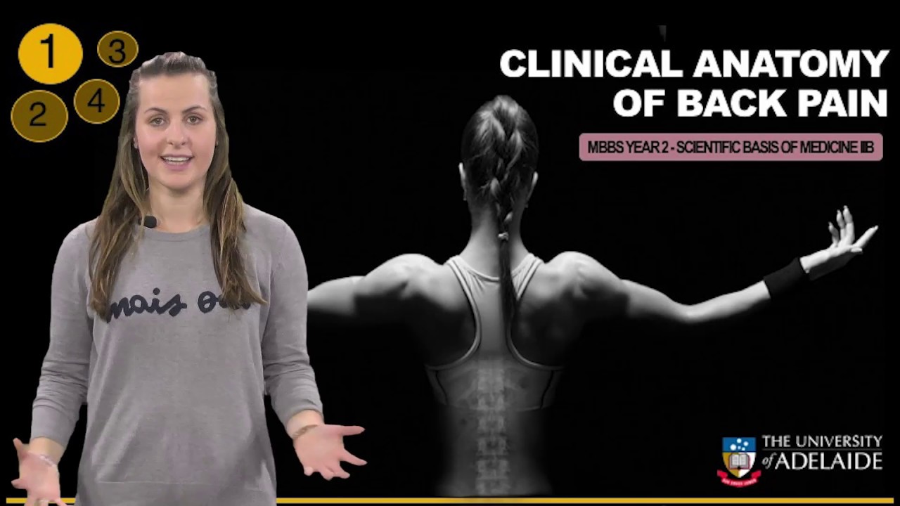 Introduction: Clinical Anatomy of Back Pain - YouTube
