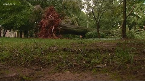 Storms down massive tree in Charlotte