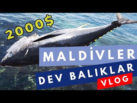 BALIĞIN TANESİ 2000 DOLAR - Ölümcül Vatozları Beslemeye Gittik - Male, Maldivler