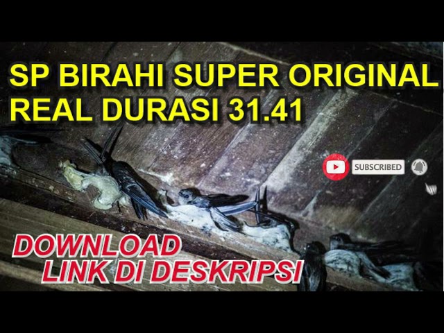 SP. BIRAHI SUPER ORIGINAL 31.41 class=