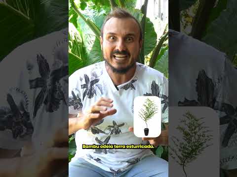 Vídeo: O que são ácaros de bambu: dicas para gerenciar ácaros de bambu no jardim