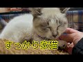#3【保護猫】フォーエバーにゃんこ改め〜