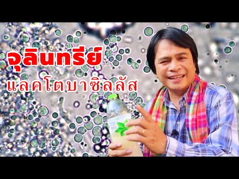 วิธีนี้สุดง่าย เพาะขยายเชื้อแลคโตบาซิลลัส ใช้เร่งพืชโตเร็ว | เกษตรกรชาวบ้าน