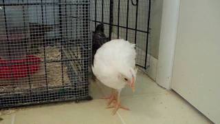 Joey The Trader Joe S Chick From A Fertile Egg Youtube