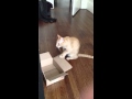 Kitten Push-Ups