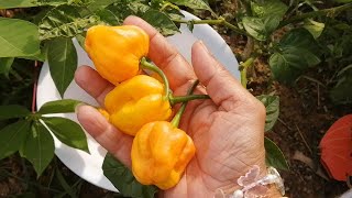 How to make pepper sauce (Trini style) made from our kitchen garden. Taste test with cow heel soup.