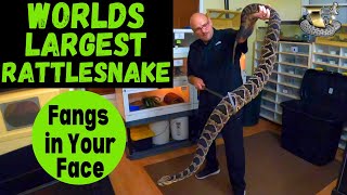 World's LARGEST Rattlesnake? Hybrid vs Hybrid Vigor PLUS Feeding STRIKES Slo Mo