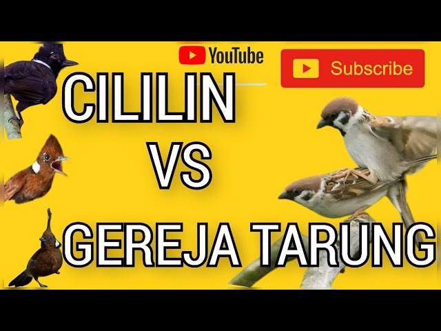 Suara CILILIN vs Burung GEREJA TARUNG Suara jernih class=