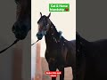 Cat and horse friendship youtubeshorts youtube youtuber  cat cats horse russia mobile