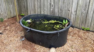 Tub Pond Update - More Ricefish