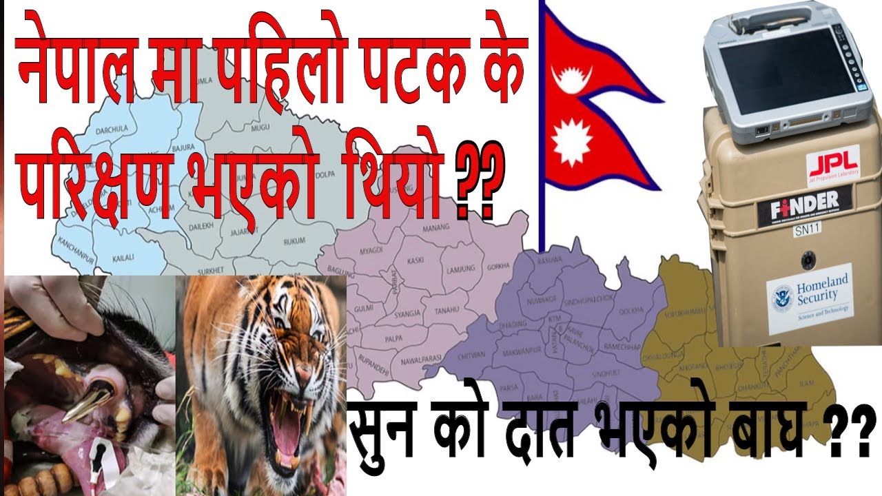 GOLDEN TEETH TIGER ?? - AMAZING FACTS ABOUT THE WORLD || नेपालमा पहिलो पटक के परिक्षण  ||